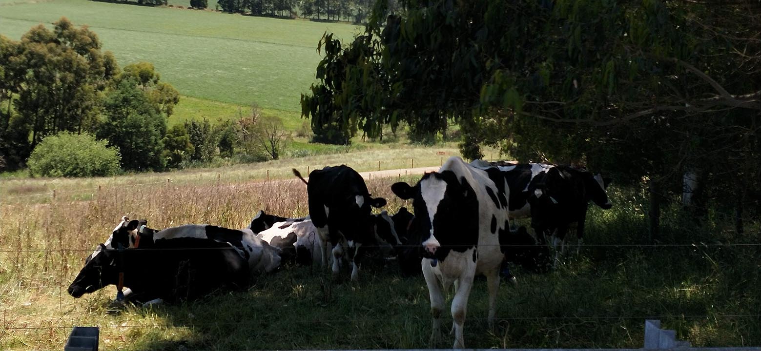 Cows in shade during heatwave